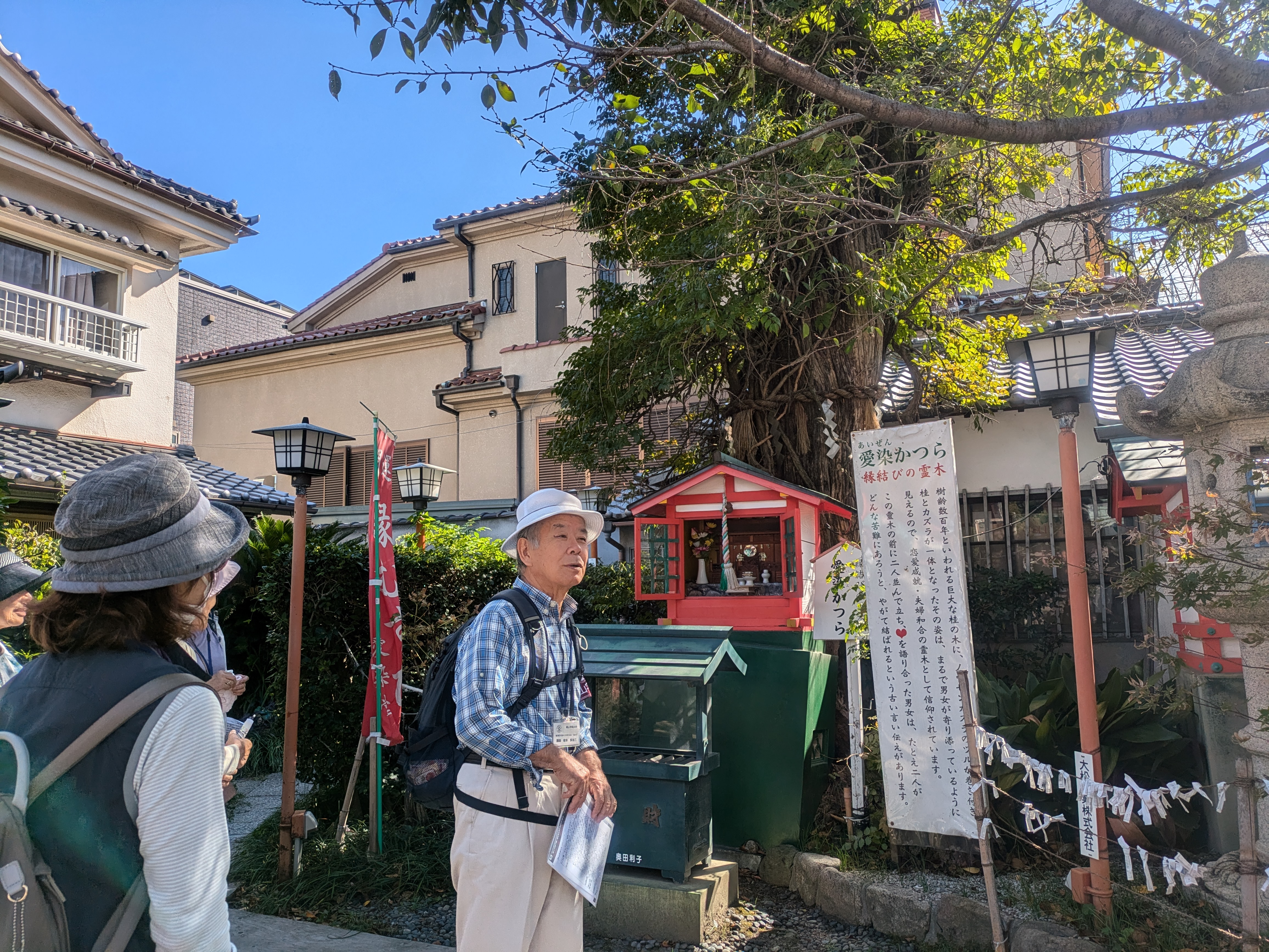 愛染かつらの画像